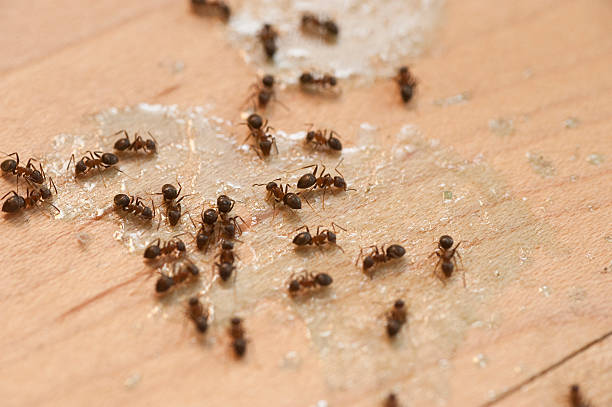 Best Termite Control Services  in Collinsburg, PA